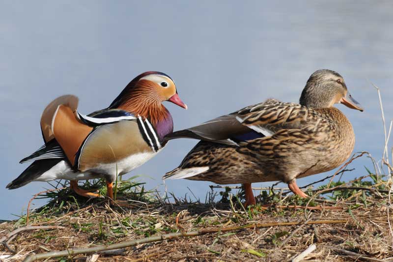 Mandarin Duck  and Mallard