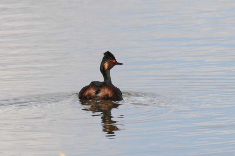 Black-necked Grebe [ Podiceps nigricollis ]