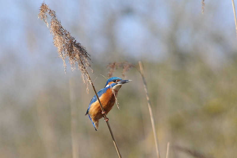 Kingfisher [ Alcedo atthis]