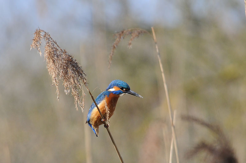 Kingfisher [ Alcedo atthis]