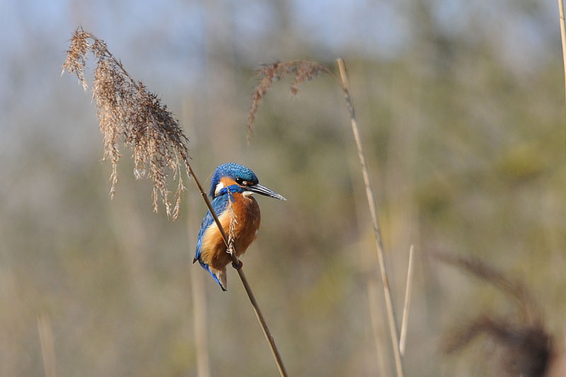 Kingfisher [ Alcedo atthis]
