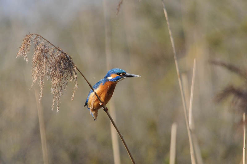 Kingfisher [ Alcedo atthis]