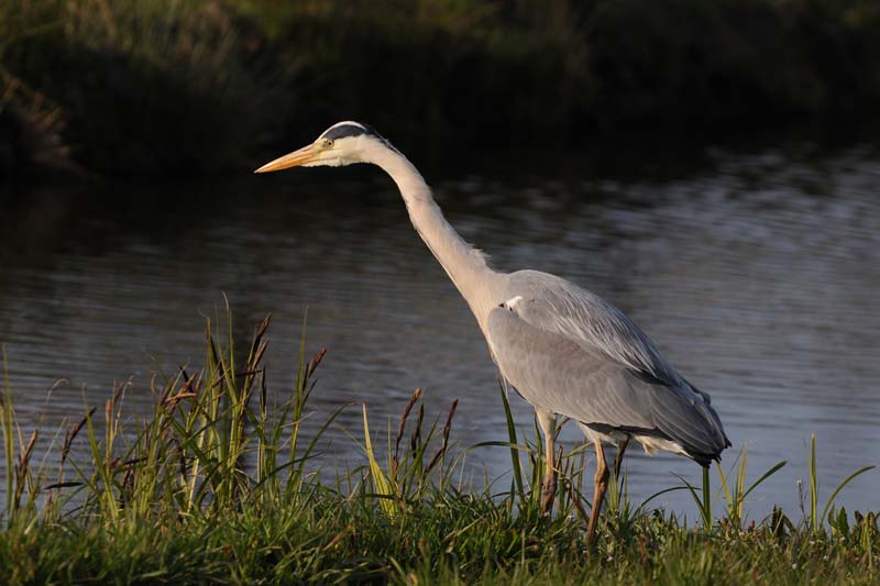 Ardea cinerea - Blauwe reiger - Grey Heron