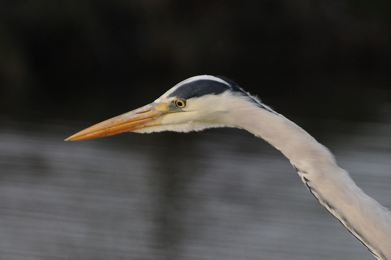 Ardea cinerea - Blauwe reiger - Grey Heron