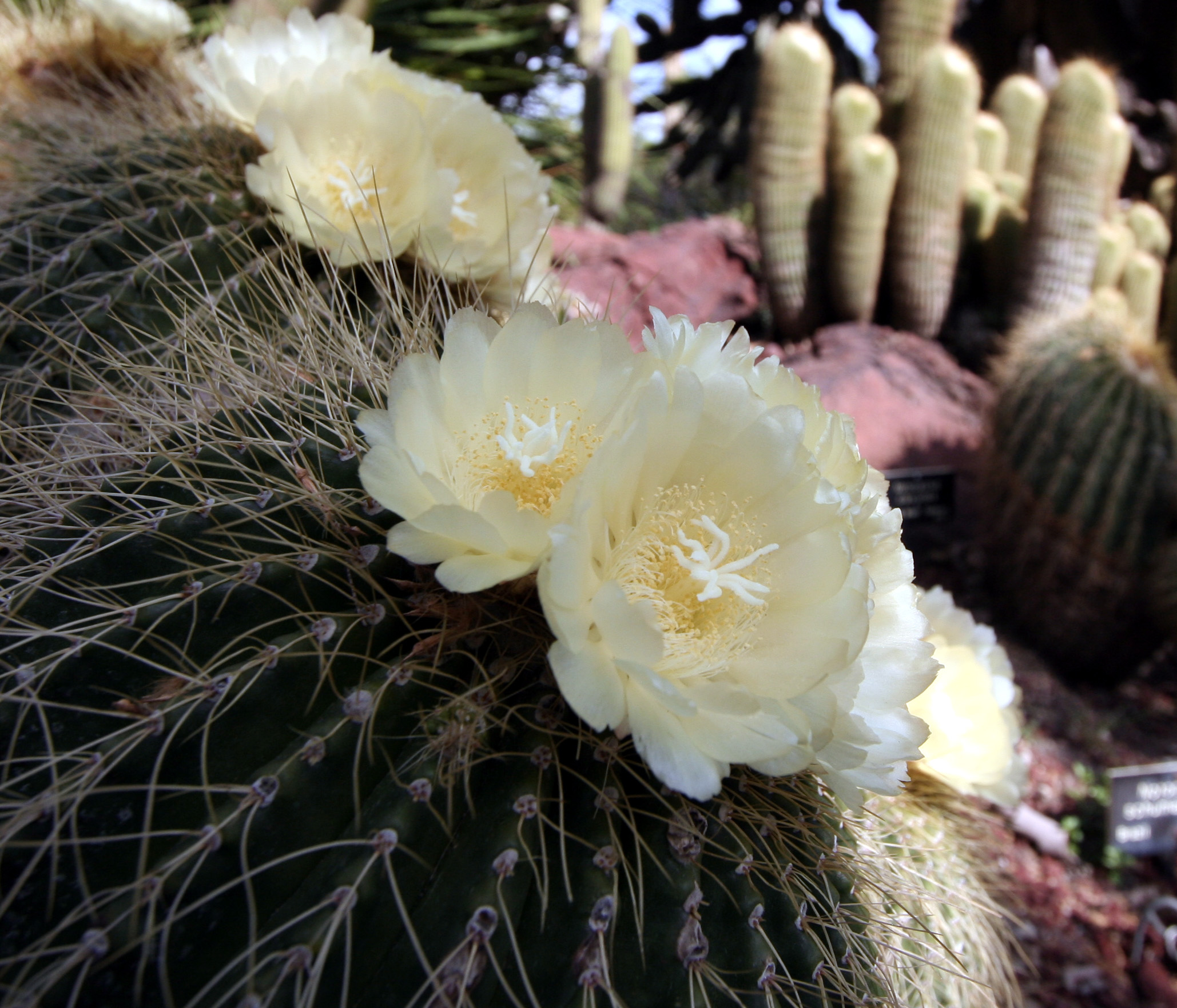 Cactus flower