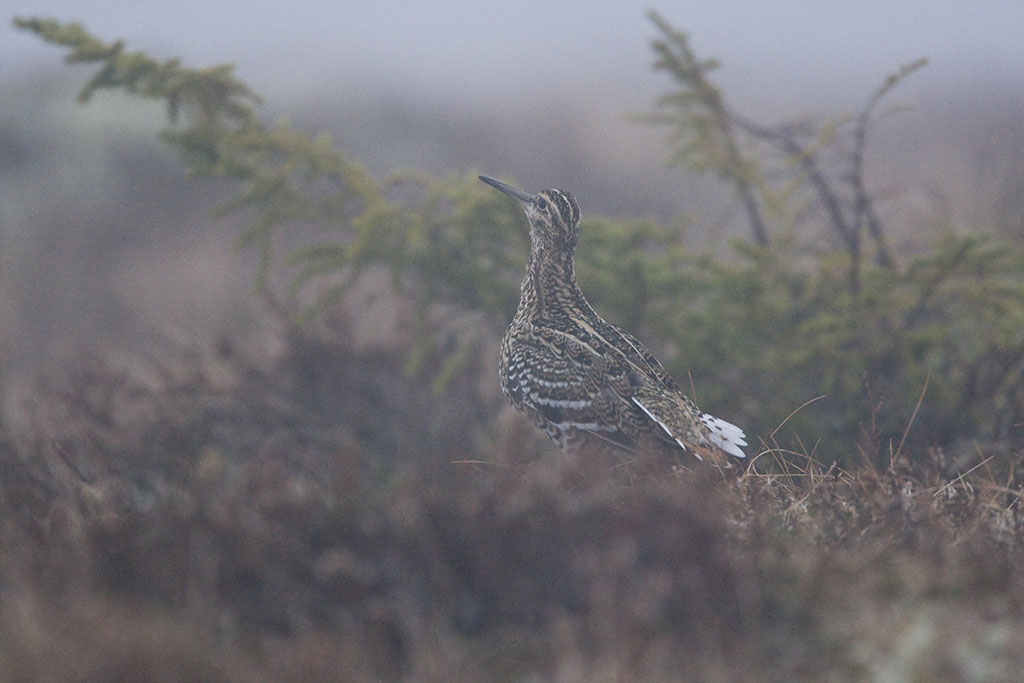Great Snipe
