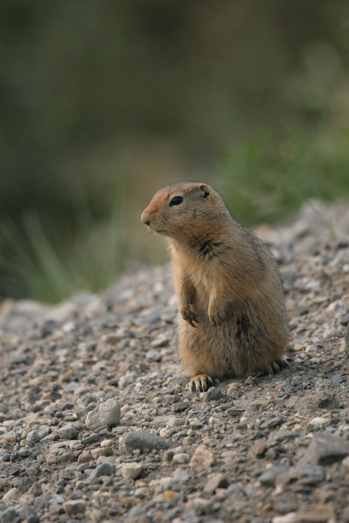 Artic Ground Squirrel