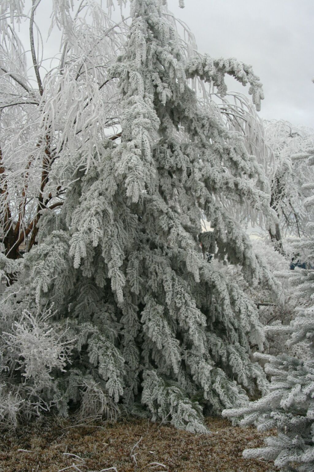 Pine Tree