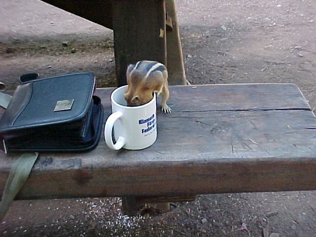 PITA in the coffee cup