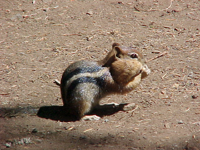 PITA  I can get a few more peanuts in my mouth