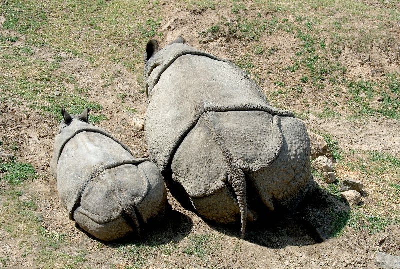 rhinos