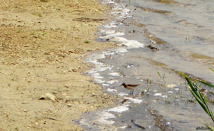 A Sandpiper?