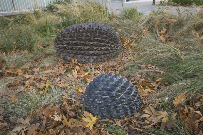 Pine Cones