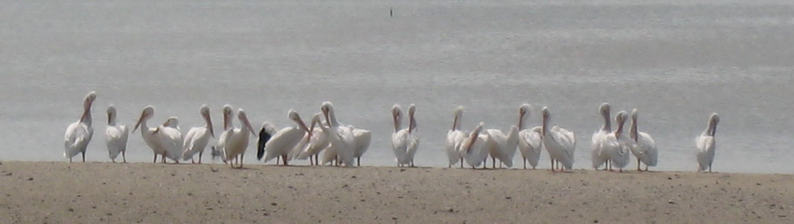 White pelicans, running to 9 feet in wing span; brown cousins dominate.