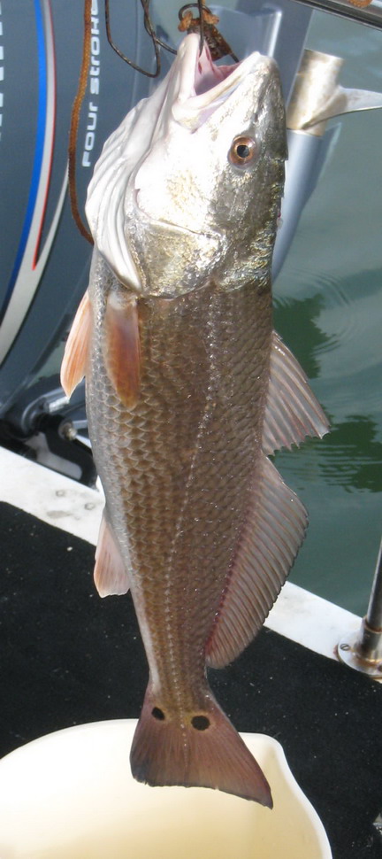 Two lb Red Drum, typical predator on mullet; good tasting!