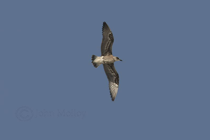 Young gulls fly the nest!