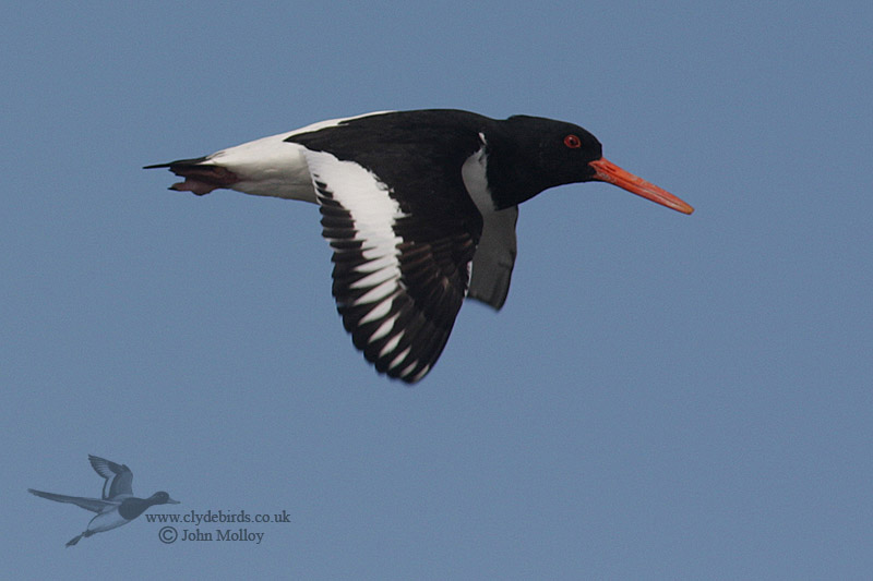 Oystercatcher over SECC
