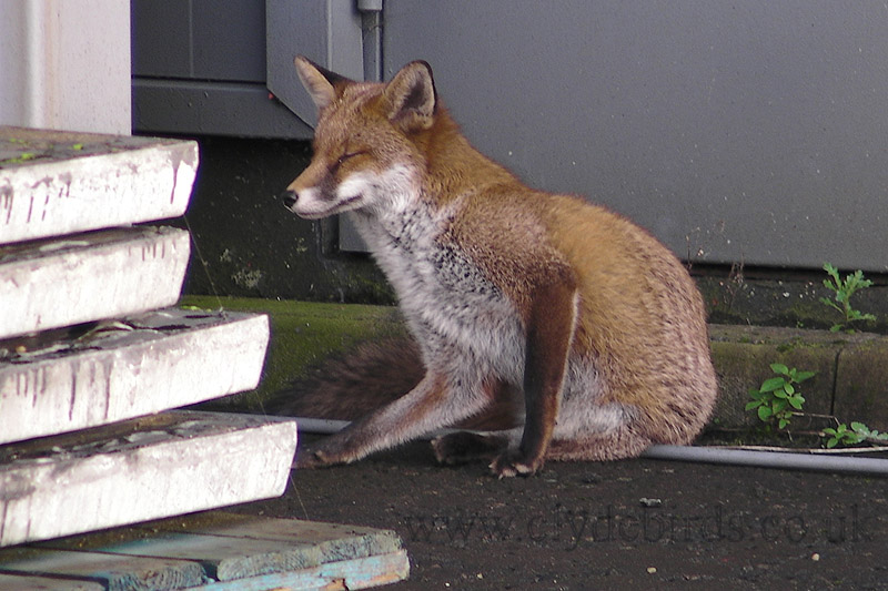 Fox in compound