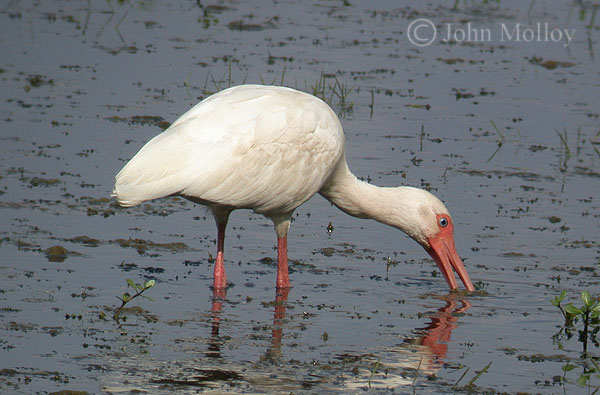 White Ibis