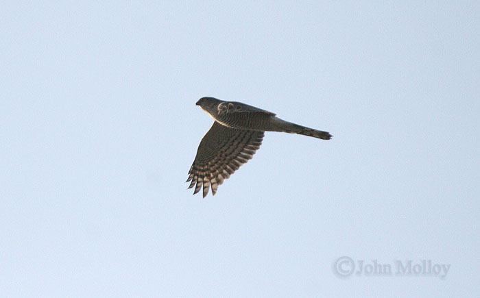 Sparrowhawk - female