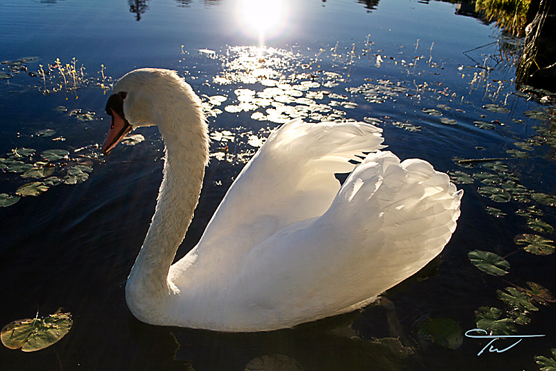 Beautiful Swan Pictures