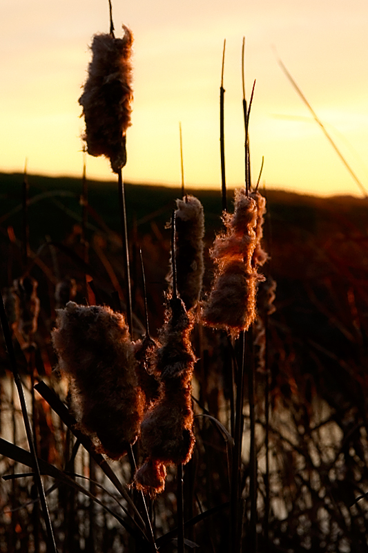 Sunset, Cattails 