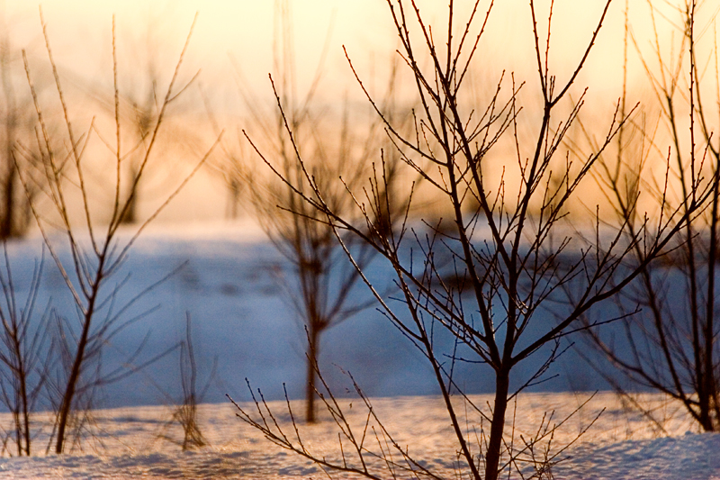 Sapplings at Sunrise, Apple Orchard 