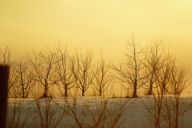 Dawn