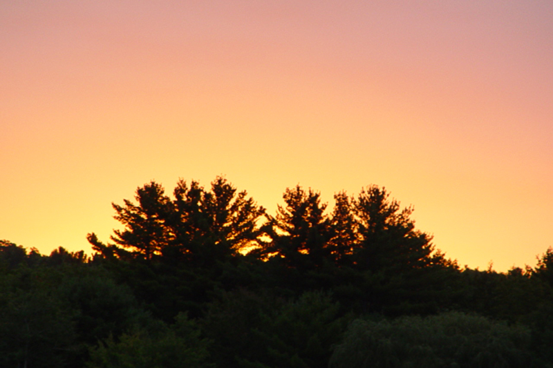 Happy Trees