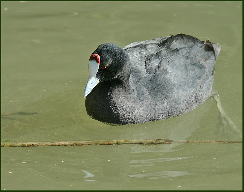Red-knobbed Coot  (Fulica cristata).jpg