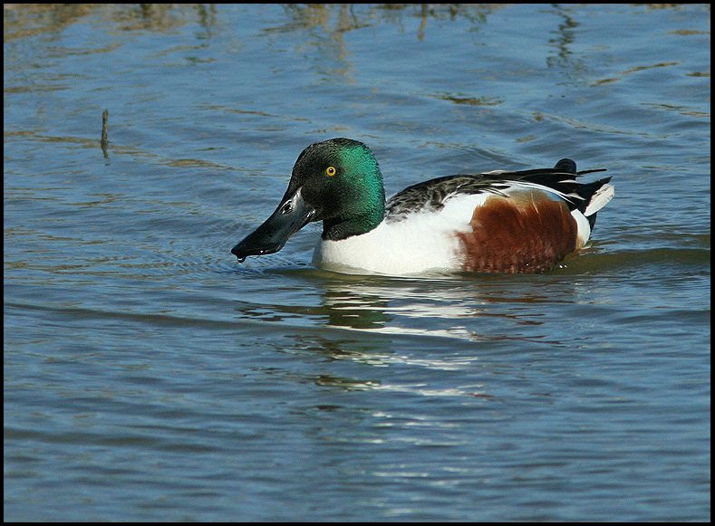 Northern Shoveller male (Anas clypeata).jpg