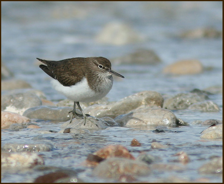 Common Sandpiper  (Actitis hypoleuca).jpg