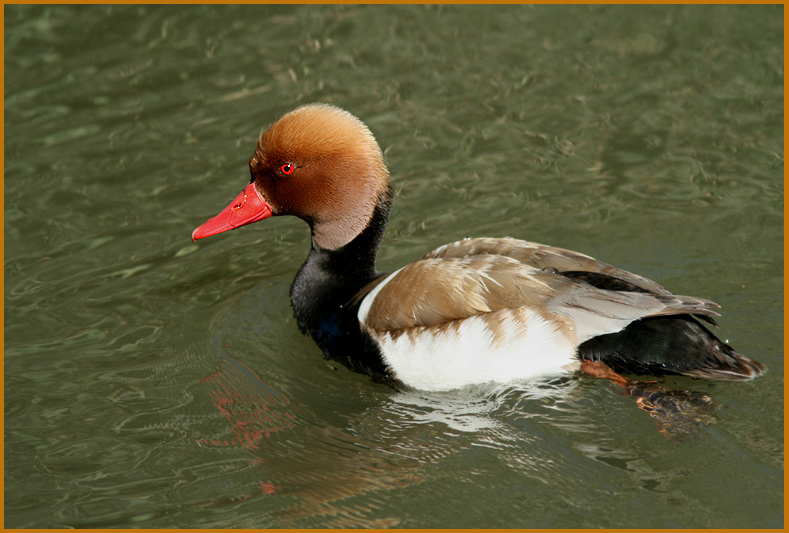 Red-headed Pochard  male, Rdhuvad dykand hane    (Netta rufina).jpg