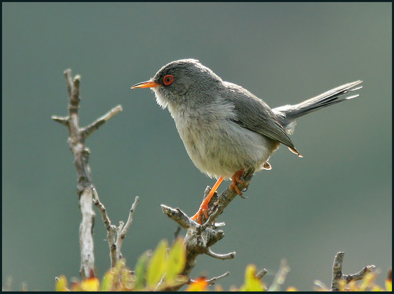 Balearic Warbler, Balearisk sngare   (Sylvia balearica).jpg