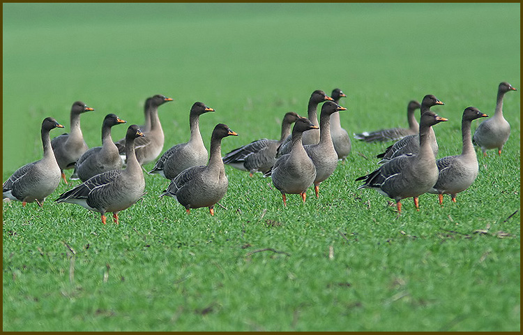 Bean Goose  (Anser fabalis).jpg