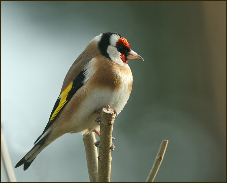 Goldfinch, Steglits   (Carduelis  carduelis).jpg