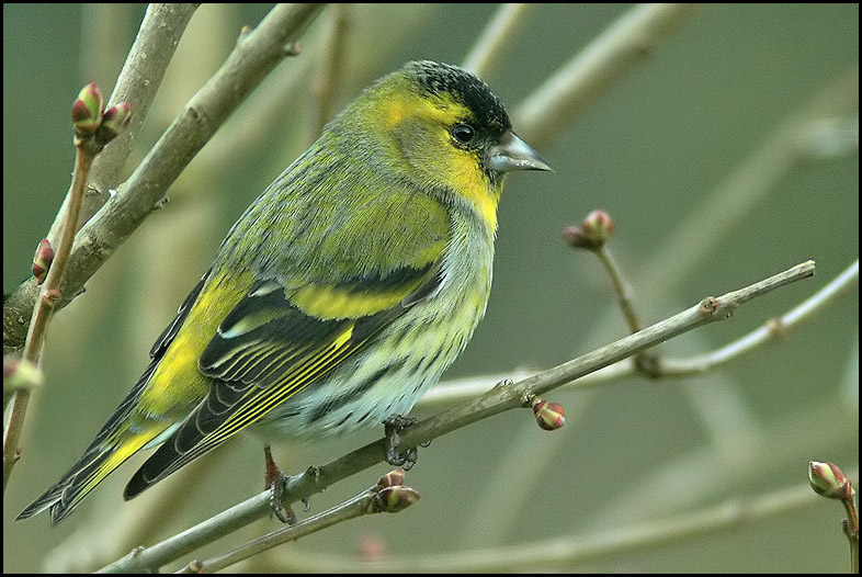 Siskin, Grnsiska   (Carduelis spinus).jpg