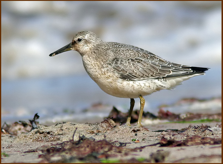 Red knot, Kustsnppa, Calidris canutus