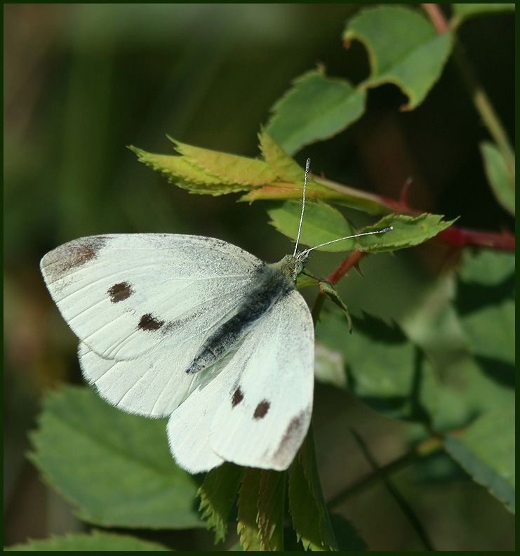 Small White female   (Pieris rapae).jpg