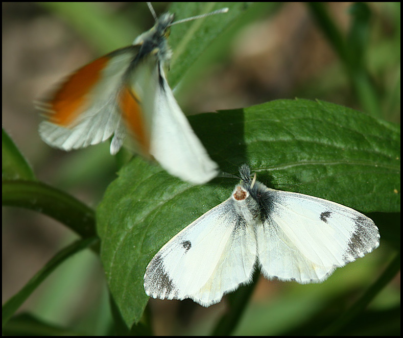 Orange Tip female with rejection behaviour  (A. cardamines).jpg