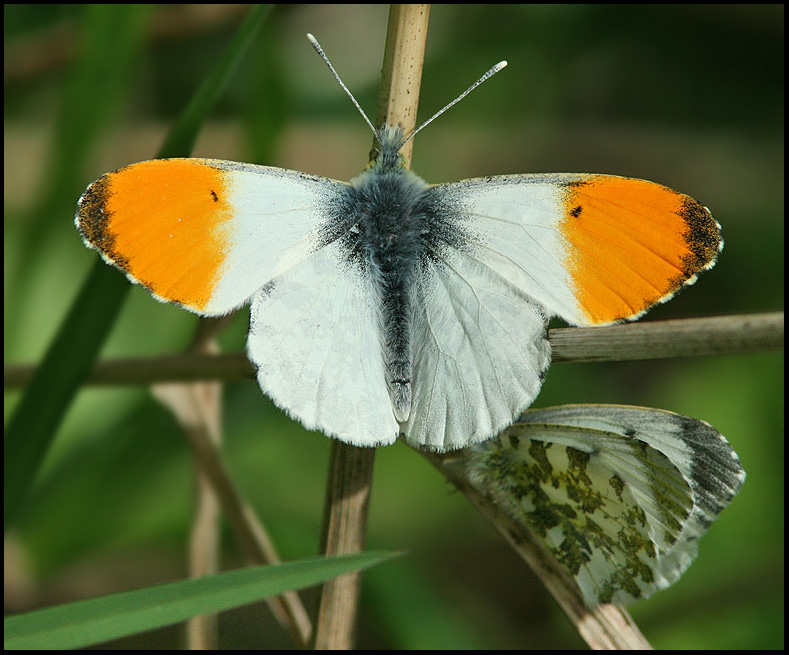 Orange Tip male near female .jpg