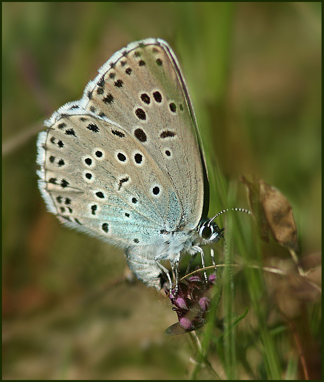 Large Blue female , Svartflckig blvinge hone (Maculinea arion).jpg