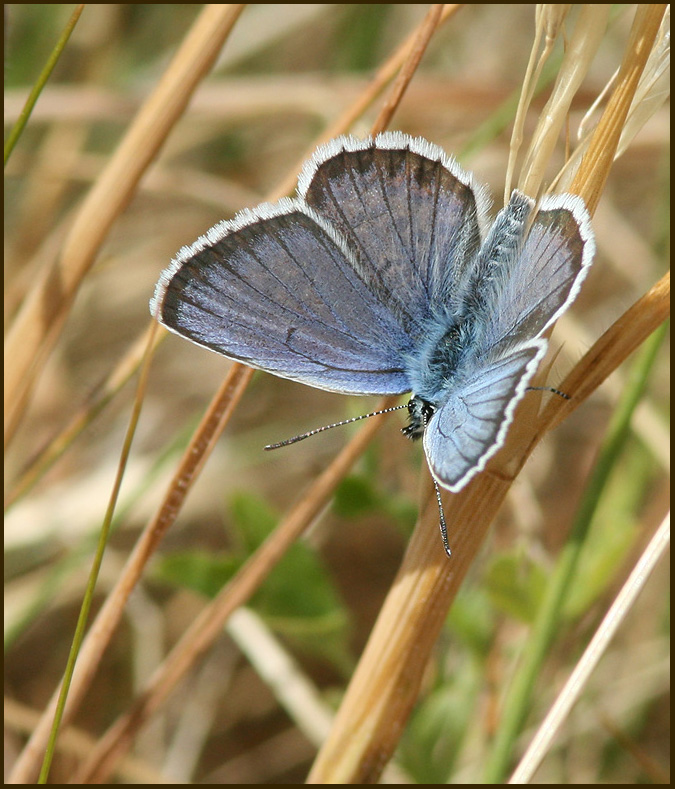 Silver-studded Blue, Ljungblvinge   (Plebejus argus)male.jpg