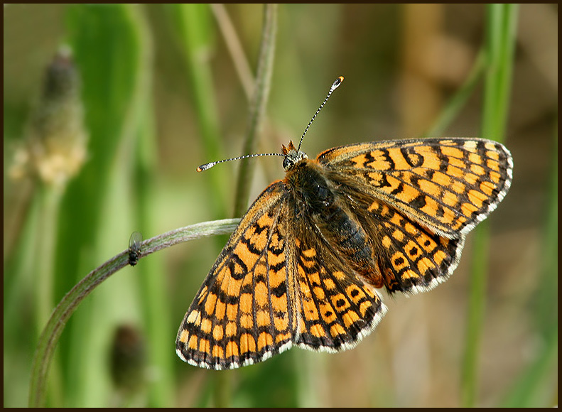 Glanville Fritillary, ngsntfjril   (Melitaea cinxia).jpg