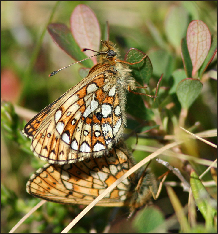 Bog Fritillary, Svartrinlad prlemorfjril  (Boloria eunomia).jpg