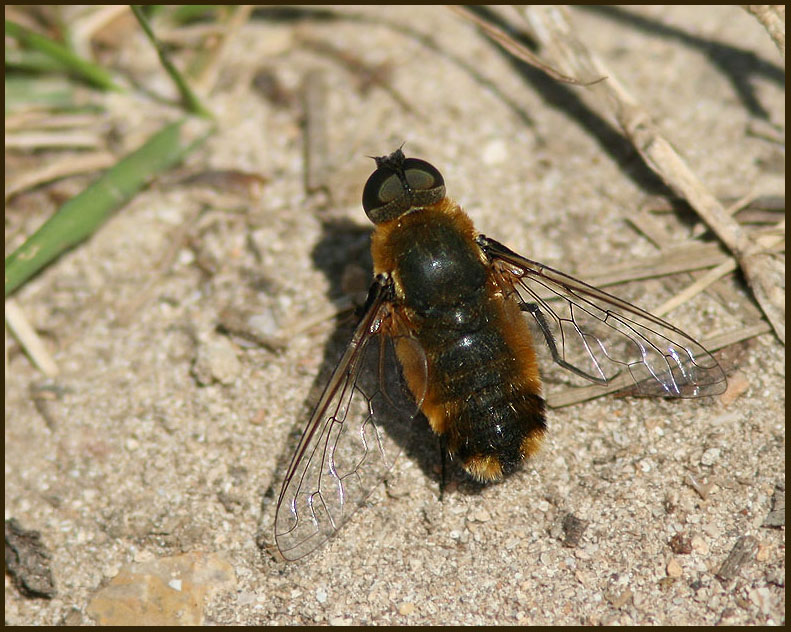 Bee-fly   (Villa modesta).jpg