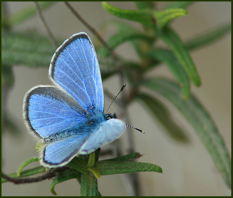 Insects, Amphibians, Reptiles and Flowers in Cyprus