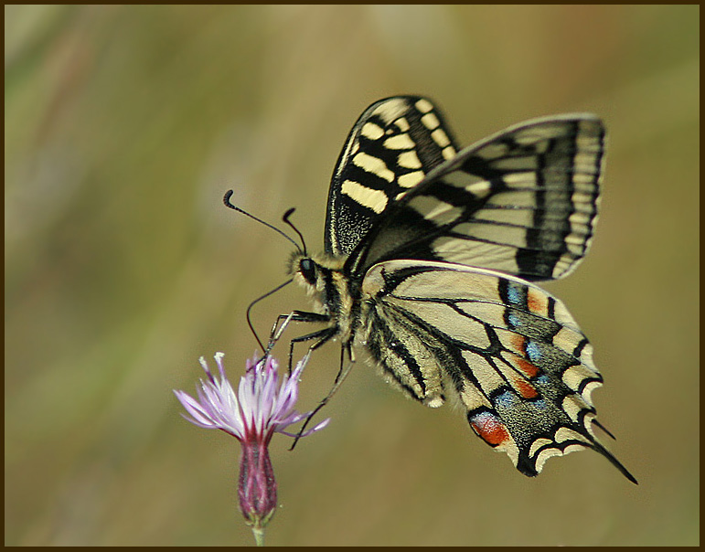 European Swallowtail   (Papilio machaon).jpg