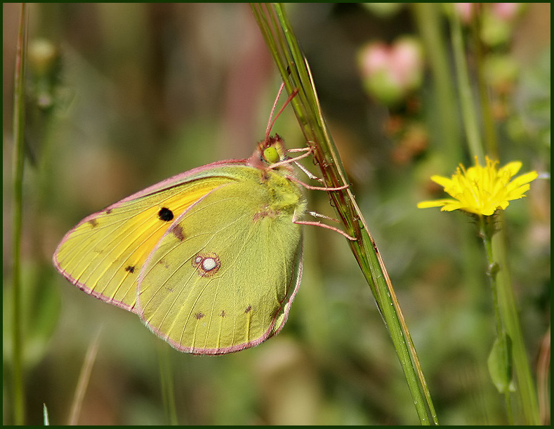 Clouded Yellow   (Colias croceus).jpg