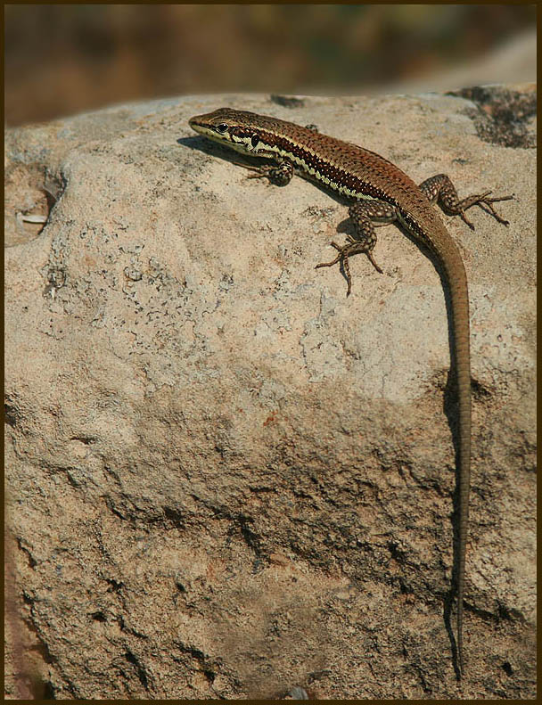 Phoenicolacerta troodos.jpg
